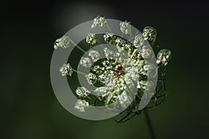 Wild Carrot or Queen Anne\'s Lace close-up