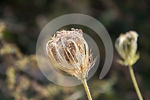 Wild carrot or a queen Anne`s lace, daucus carota bud in a meadow, fully closed flower head with seeds, brown leaves