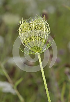 Wild Carrot Seedhead