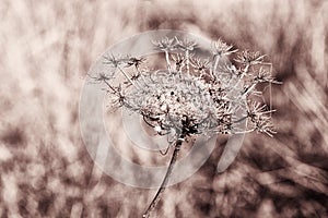 Wild carrots copper toning