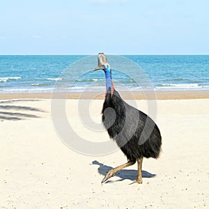 Selvaggio Uccello australiano sul Spiaggia 