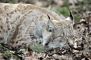 Wild cat