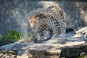 Wild cat. Amur leopard in open-air cage