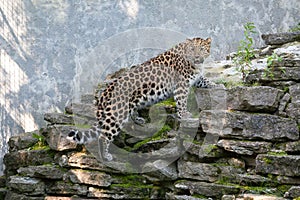 Wild cat. Amur leopard in open-air cage