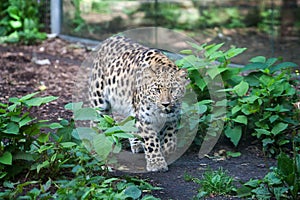 Wild cat. Amur leopard in open-air cage