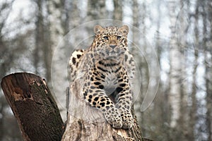 Wild cat. Amur leopard in open-air cage