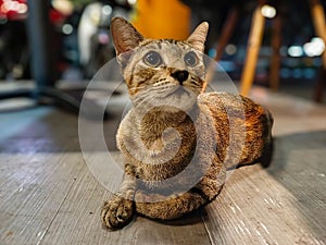 Wild cat brown cat sitting on the floor looking