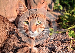 Wild cat