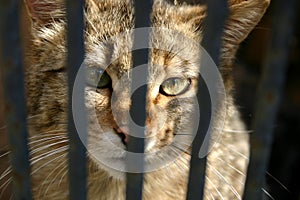 Wild cat in the cage
