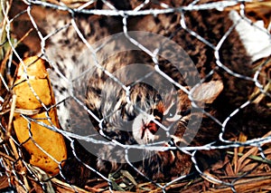 Wild Cat in the cage