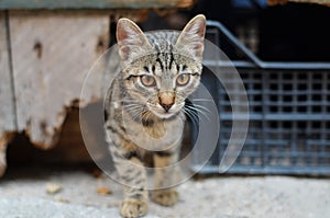 Wild cat in the city, Kotor, Montenegro