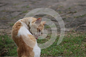 A wild cat cleaning itself photo