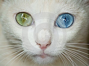 Cat with heterochromia, blue and green eyes photo