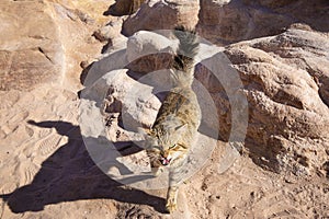 Wild cat in the desert in Jordan