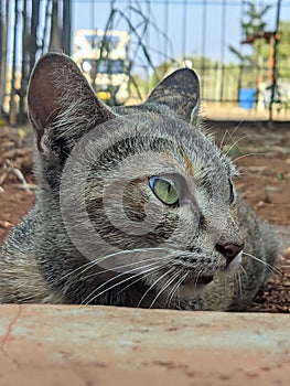 wild cat face portrait. look at his gaze so sharp