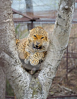 Wild cat-Far Eastern leopard in the zoo