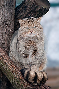 Wild cat Felis silvestris