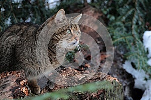 Wild cat, Felis Silvestris