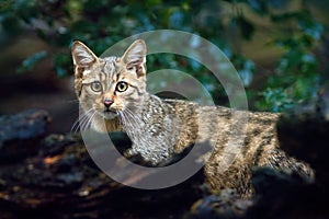 Wild Cat, Felis silvestris, animal in the nature tree forest habitat, Central Europe