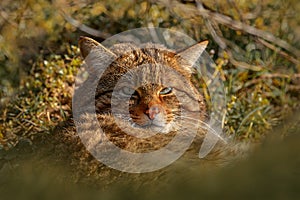 Wild Cat, Felis silvestris, animal in the nature tree forest habitat, hiden in the green leaves, Central Europe. Close-up mammal,