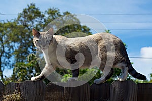 Wild cat on fence looking at viewer