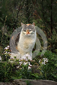 Wild cat and flowers