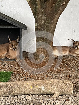 Wild cat forest in the cage