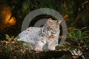 Wild cat in the forest. Lynx in the nature forest habitat. Eurasian Lynx in the forest, birch and pine forest. Lynx lying on the