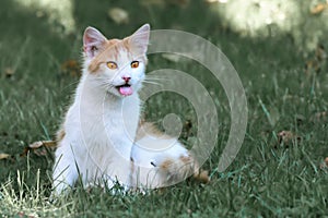 Wild cat on the garden