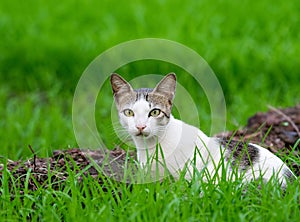 Wild cat in grass covered field