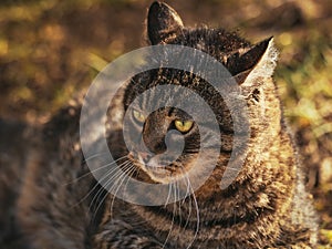 Wild cat with green eyes sits on the grass close up