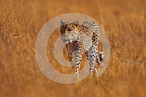 Wild cat hidden in the gold vegetation. Leopard in the nature, evening sunset light. Leopard in Savuti, Chobe NP in Botswana.