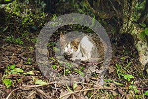 wild cat on a high hill that is taking refuge in the bushes