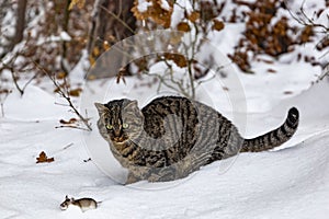 Wild cat hunting a mouse in a snow covered forest on a cold winter day