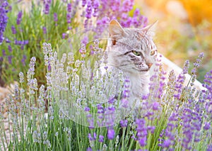 Wild cat in lavender.