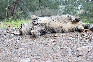 Wild Cat laying down the ground photo
