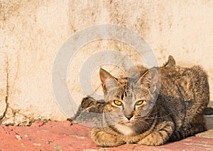 Wild cat lie down on the footpath