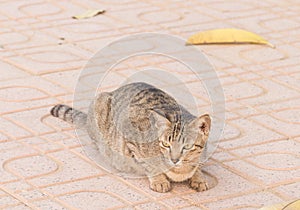 Wild cat lie down on footpath