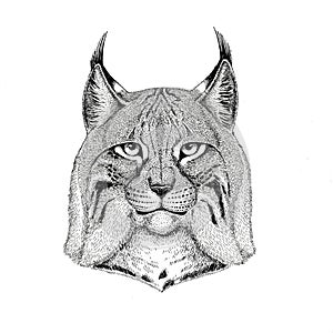 Wild cat Lynx Bobcat Trot Hand drawn illustration for tattoo, emblem, badge, logo, patch Isolated on white background