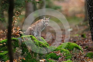 Wild cat Lynx in the nature forest habitat. Eurasian Lynx in the forest, birch and pine forest. Lynx lying on the green moss stone