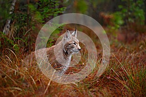 Wild cat Lynx in the nature forest habitat. Eurasian Lynx in the forest, pine forest. Lynx lying on the green moss stone. Cute lyn