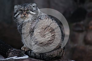 The wild cat is a manul, a large cat with a disgruntled face and
