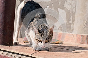 Cat with its mouse catch