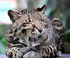 Wild cat ocelot in Costa Rica beautiful animal