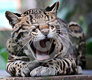 Wild cat ocelot in Costa Rica beautiful animal