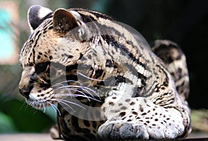 Wild cat ocelot in Costa Rica beautiful animal