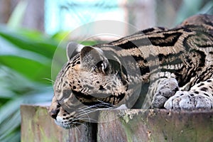 Wild cat ocelot in Costa Rica beautiful animal