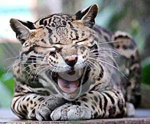 Wild cat ocelot in Costa Rica beautiful animal