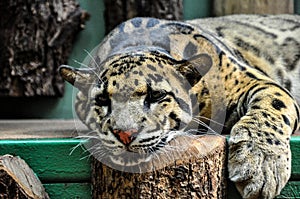 Wild cat in Prague Zoo , Czech Republic