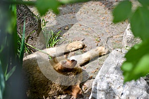 wild cat resting in a leaf